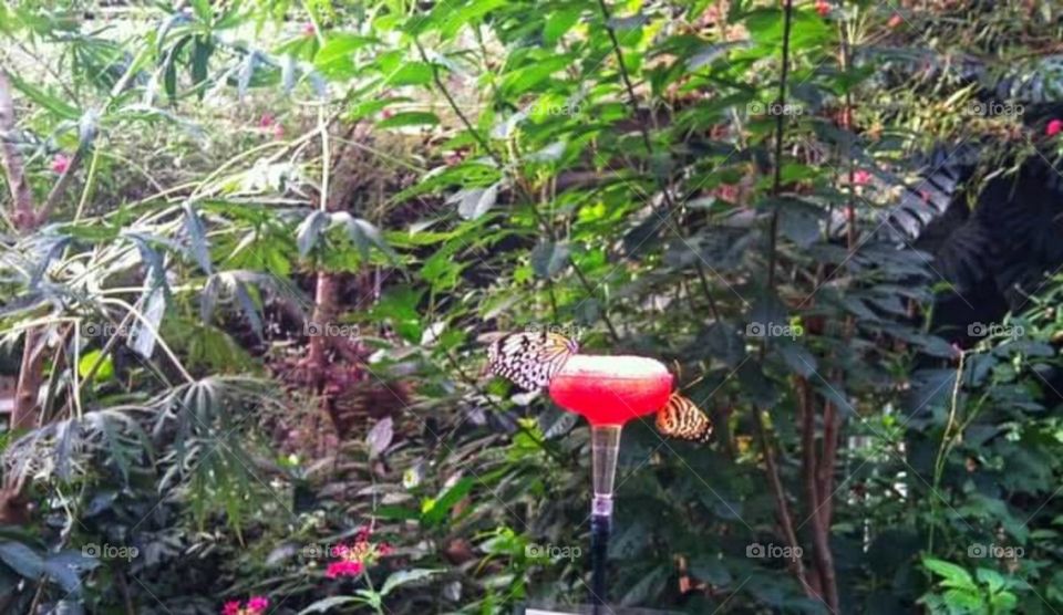 butterfly garden