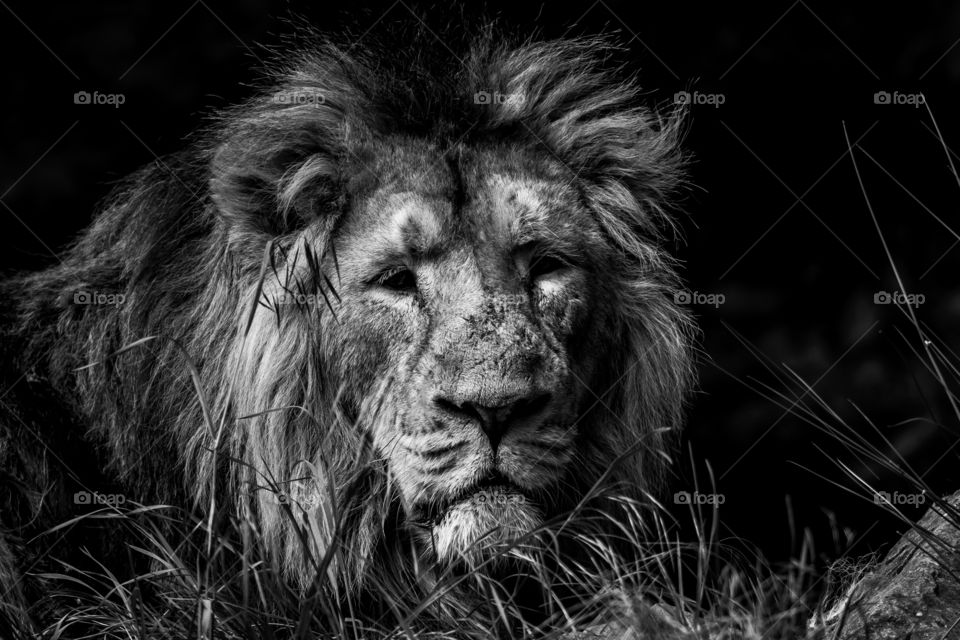 A black and white close up portrait of a lion lying in the grass. the animal has beautiful manes.