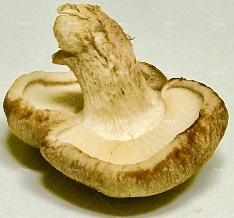 Mushroom 