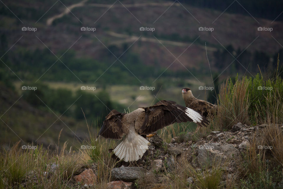 wild bird landing on a rock in the mountains