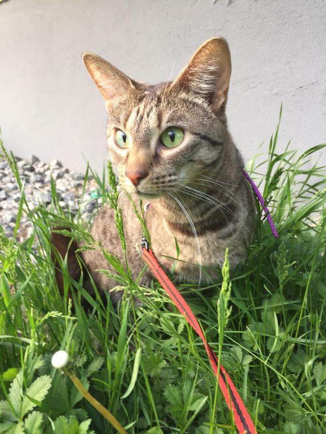 Cat outside 