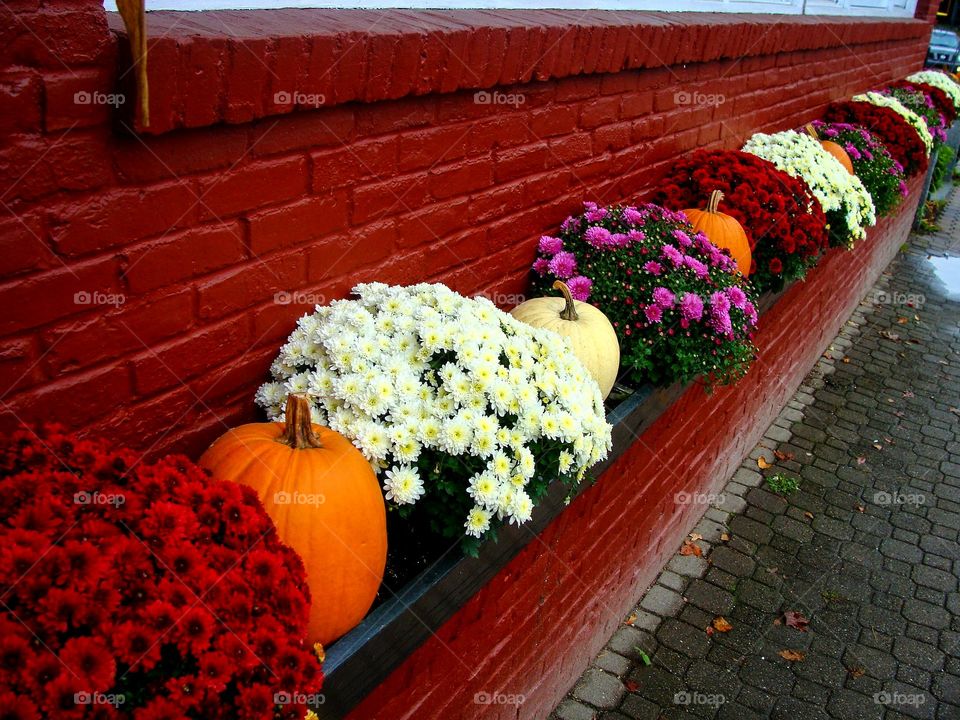 A line of alternating mums and pumpkins along a red brick wall create a festive Fall vignette.
