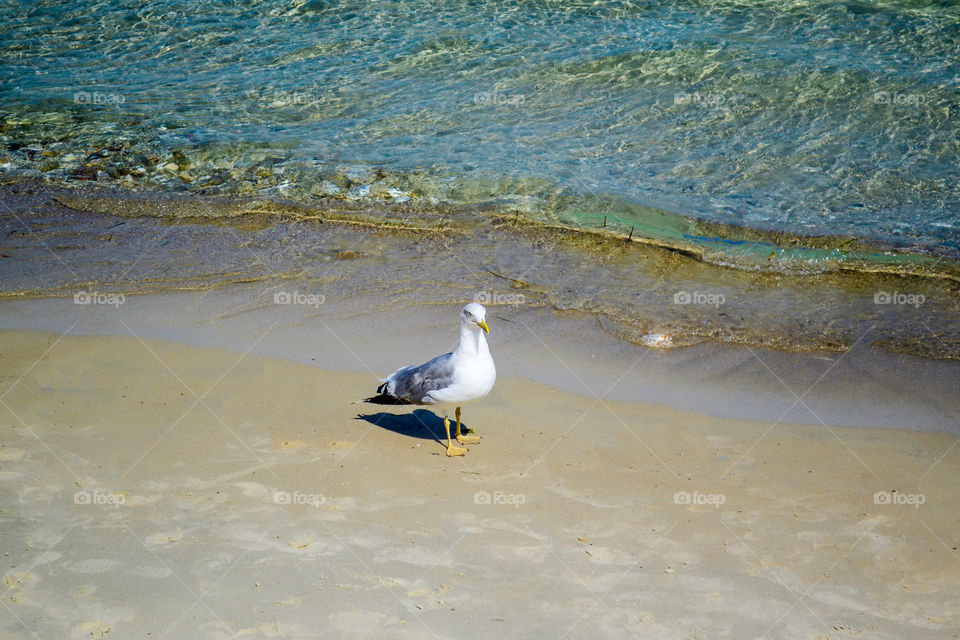 Seagull standing on the sand nearby the seashore