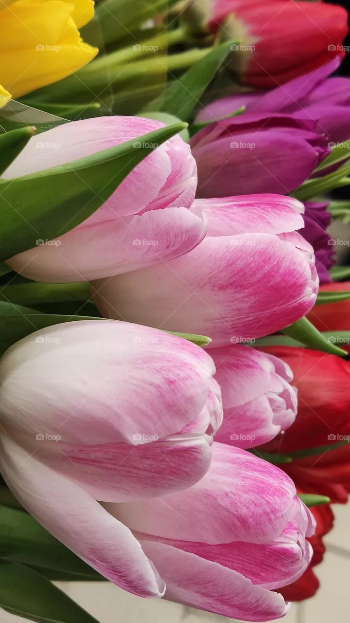 tulips