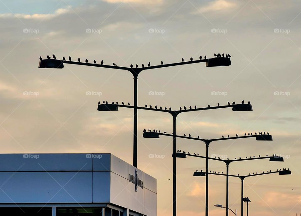 Birds occupy the top of several light poles as the sun sets