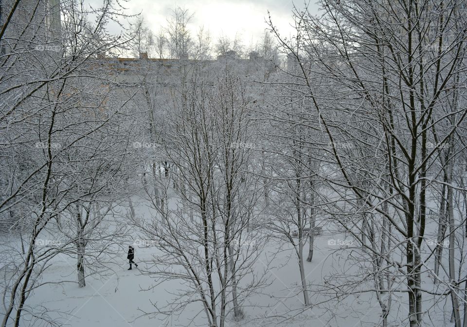 Winter, Snow, Tree, Cold, Wood