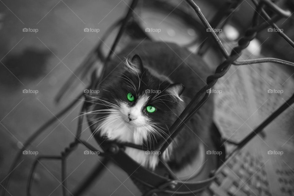 Green eye cat
