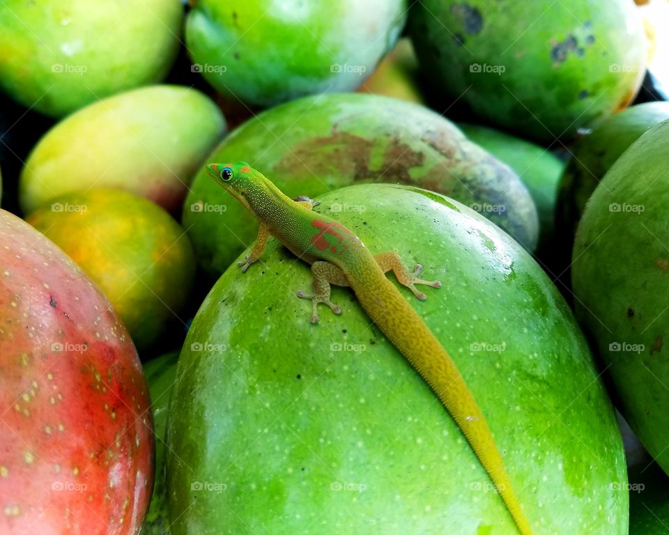 Geico enjoying mango