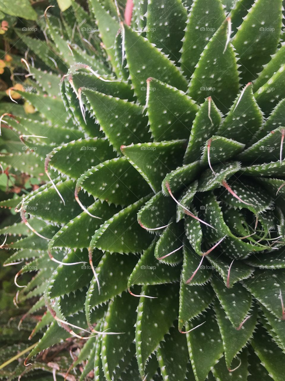 Cactus, Succulent, Spine, Aloe, Nature