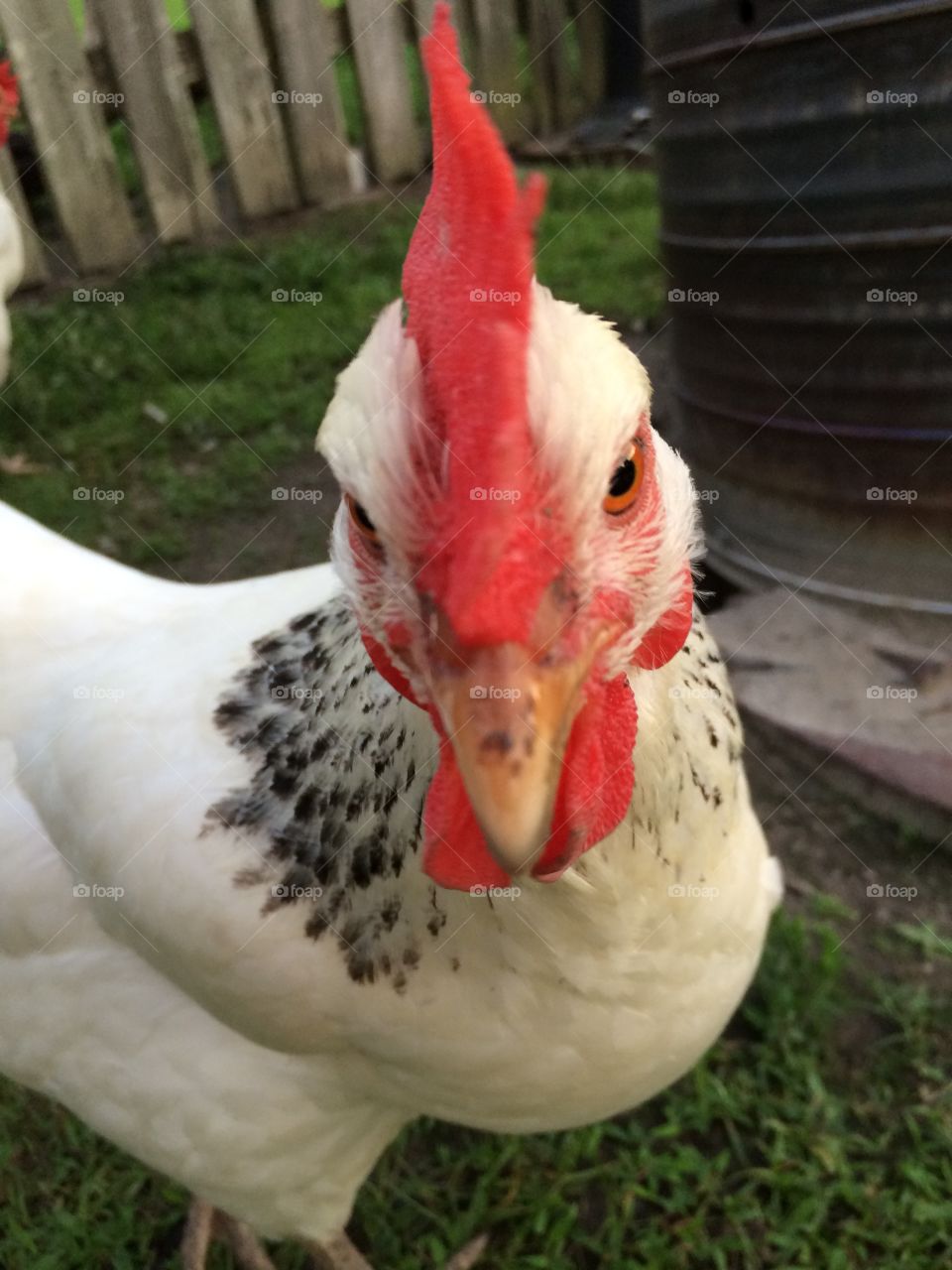 Chicken selfie