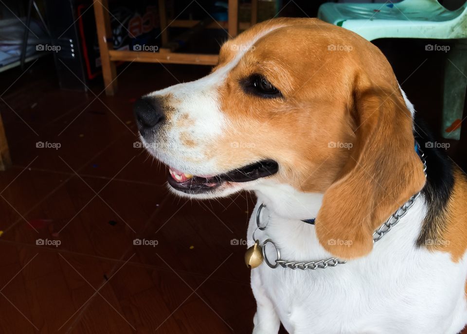 Close up beagle face 