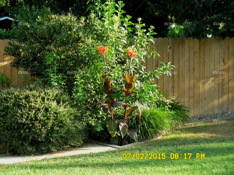 Texas canna flower 🌸 3. This is another picture of a canna flower 🌸 growing in my mother's back yard located in Graham Texas