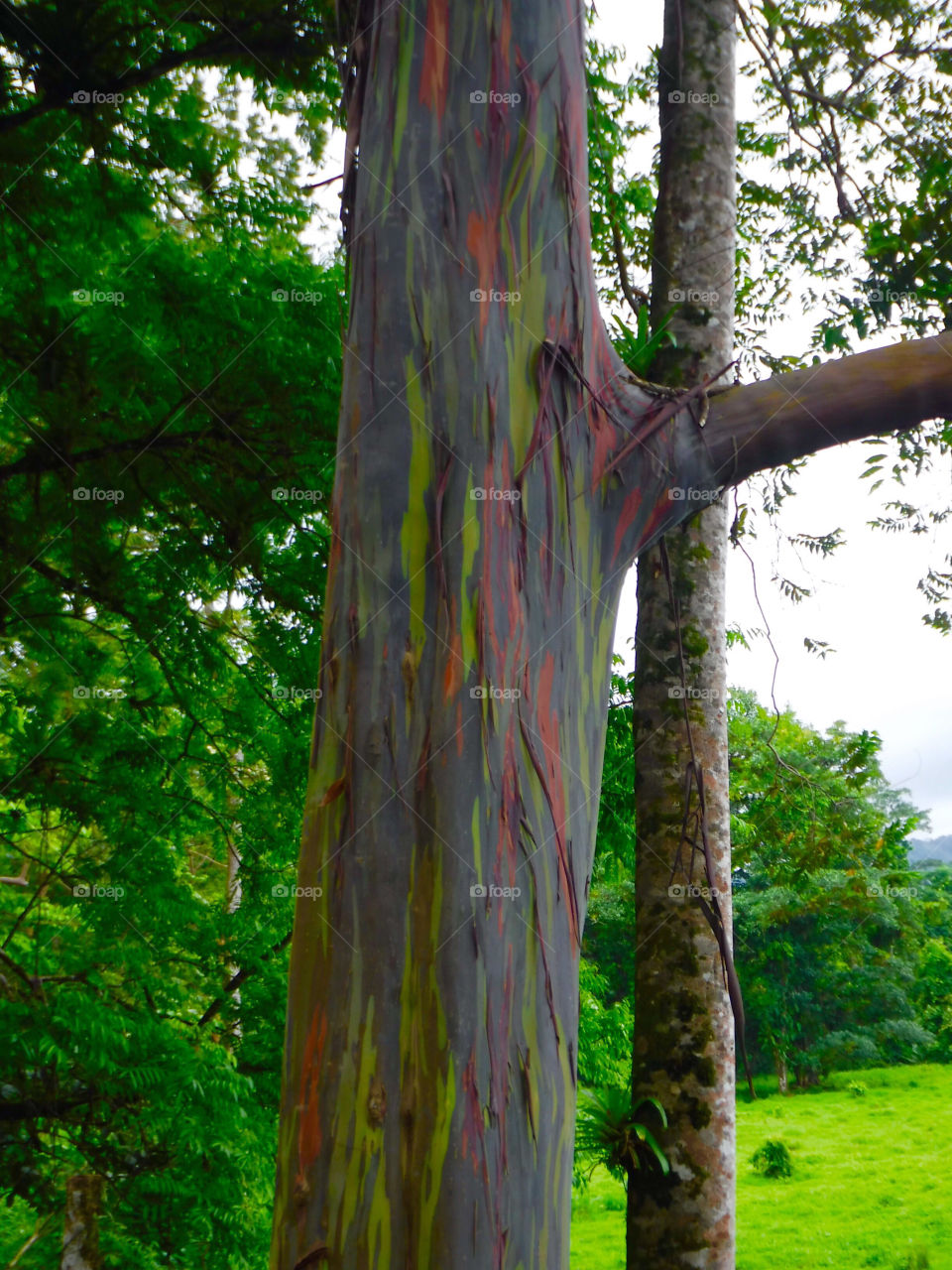 Rainbow Tree