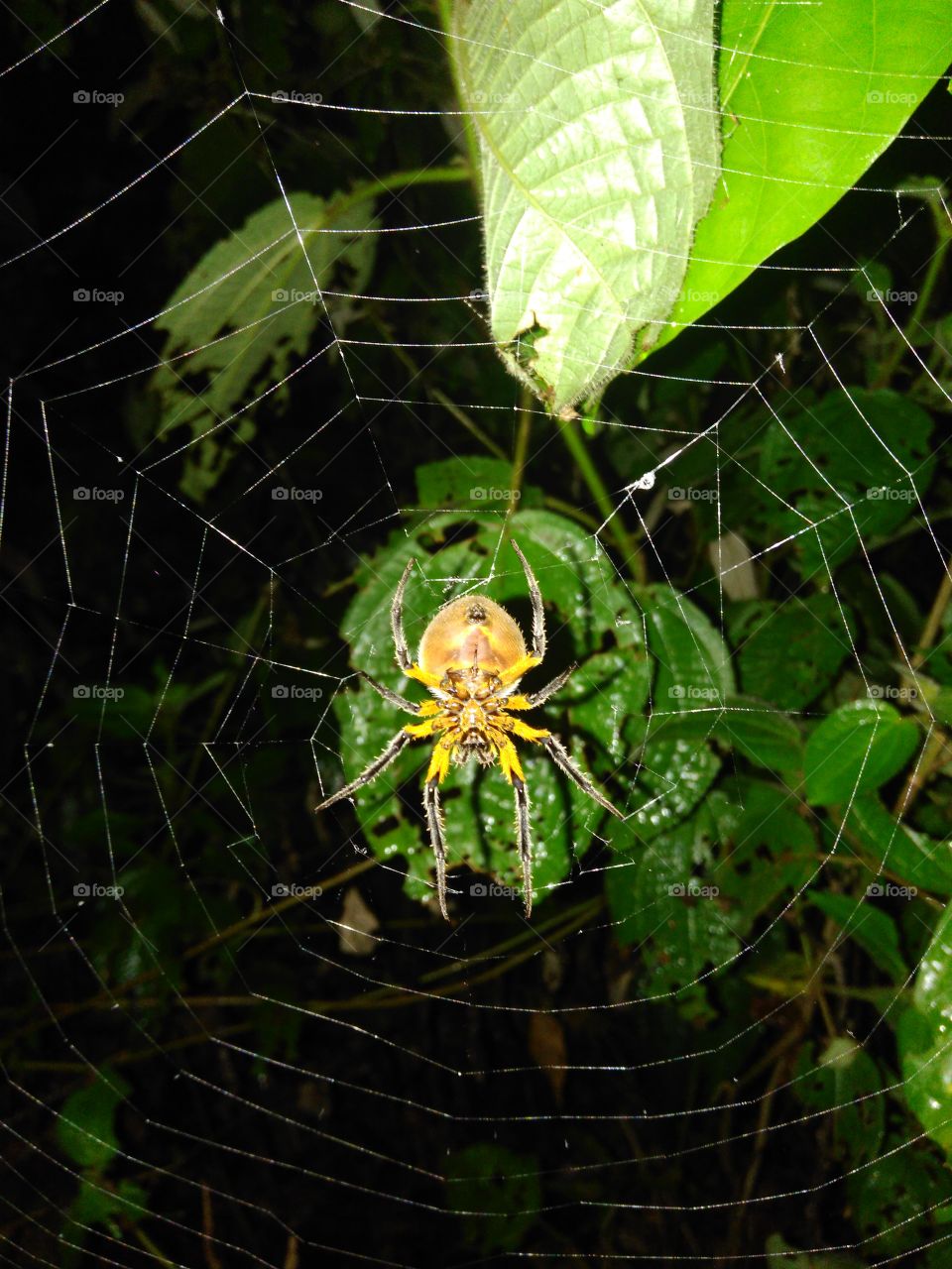 Aranha, floresta nacional do Tapajós, amazonia, spider.