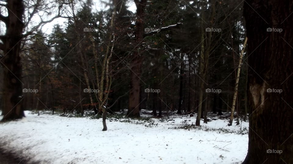 Winter, Snow, Tree, Landscape, Wood