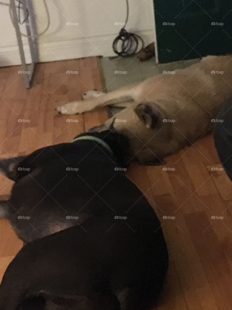 Home is where the heart is, my two big dogs Kwanita and Bear lying on the floor head to head.