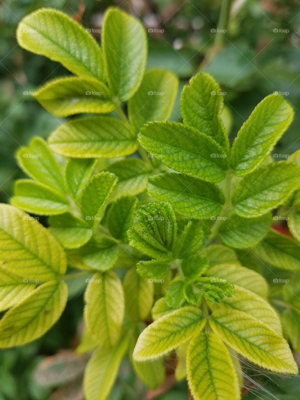 Tiny Leaves