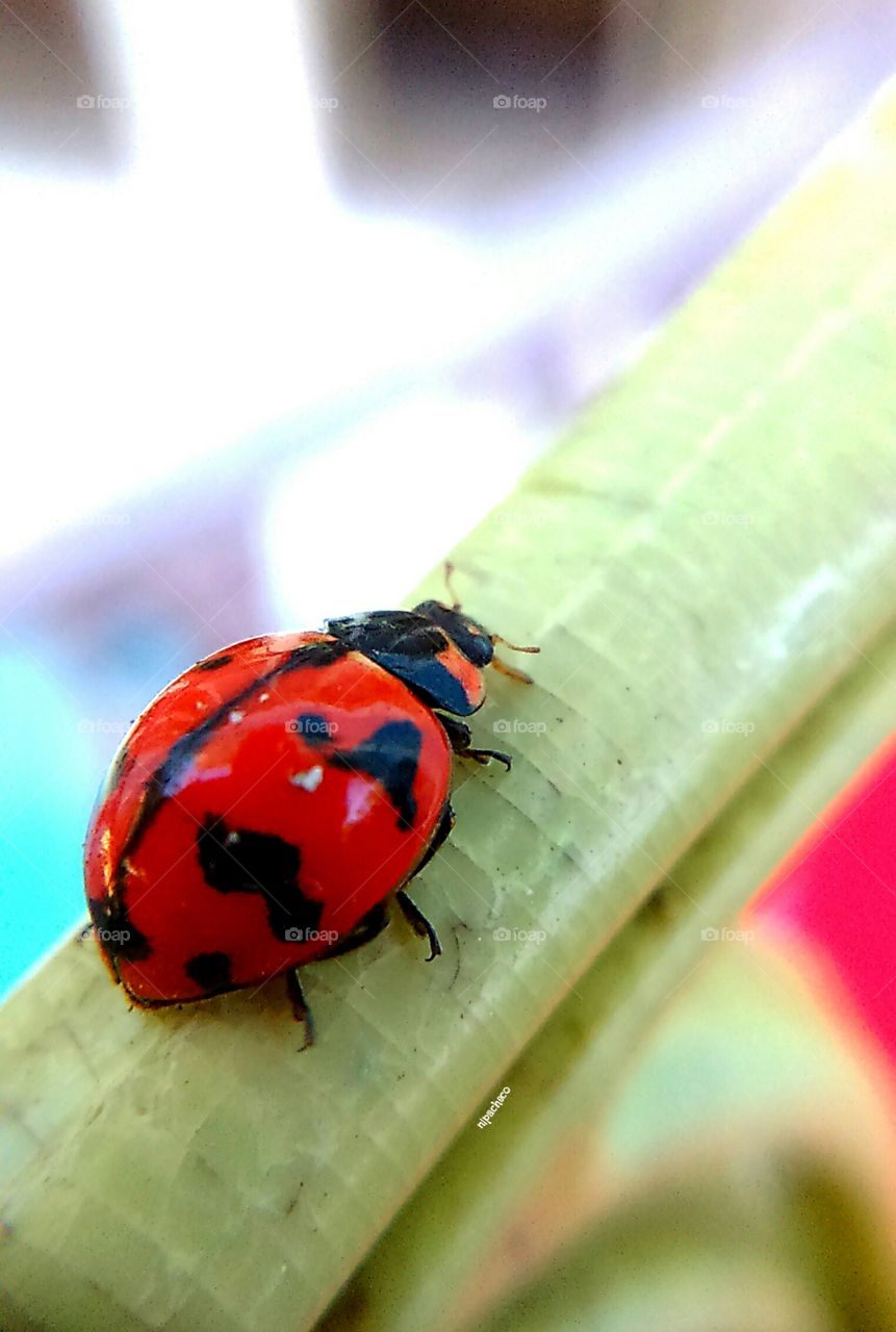 Lady Bug . test subject for my universal clip lens 