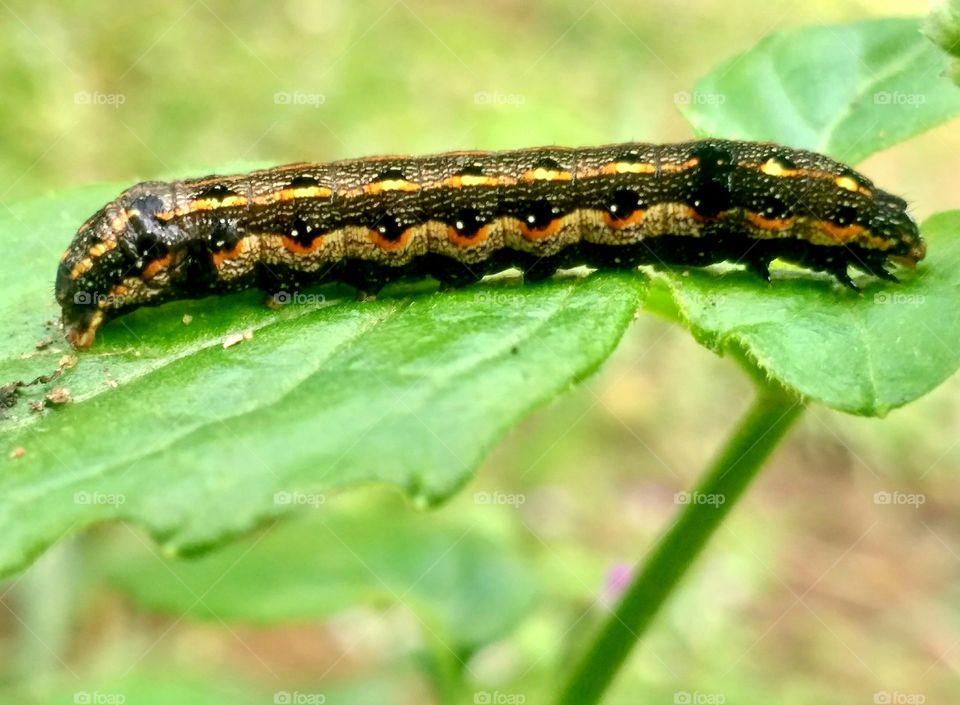 कमला (caterpillar)