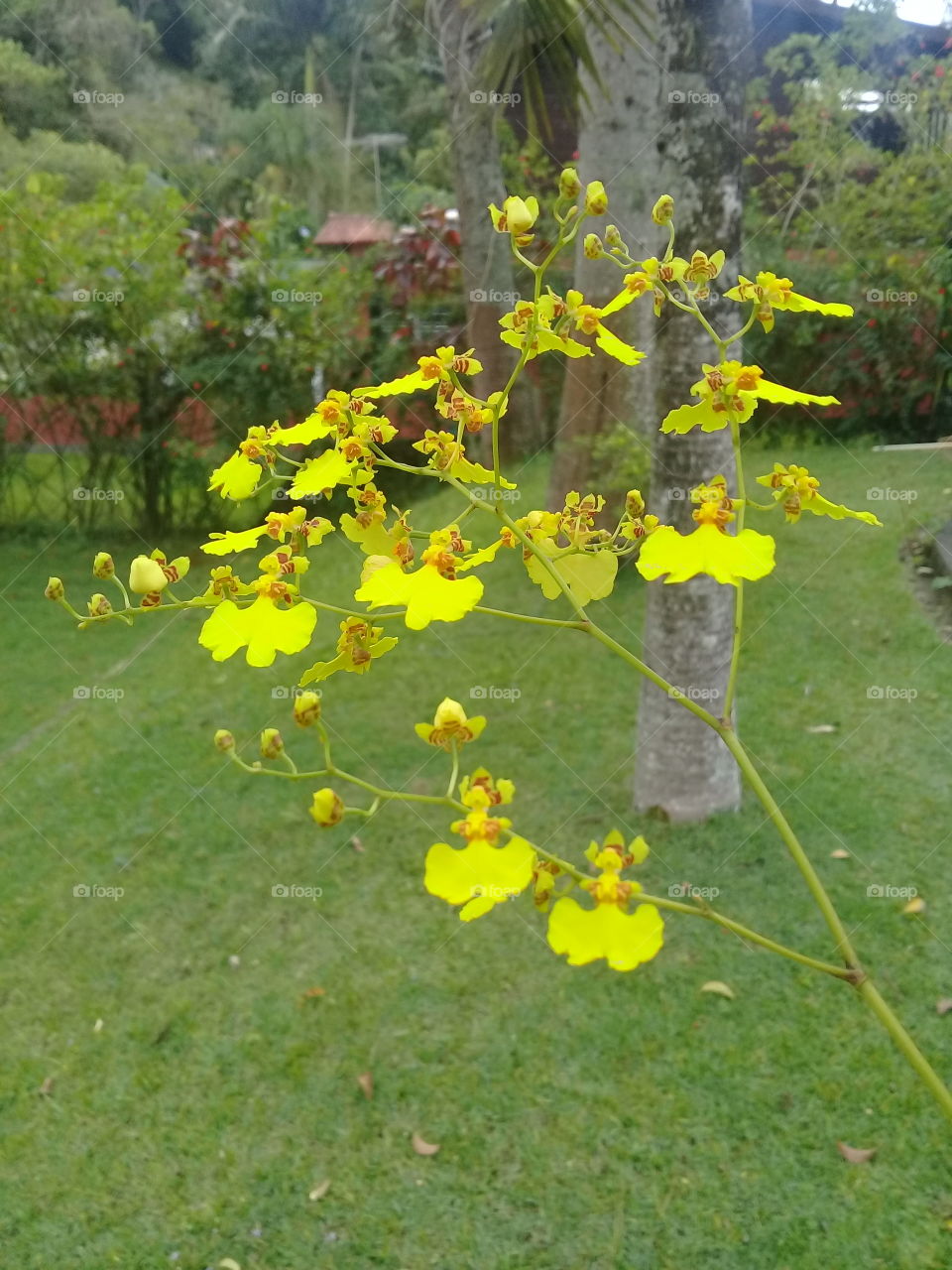 Flores amarelas para alegrar, embelezar e colorir o gramado verde do jardim. A natureza realmente é muito bonita, não?