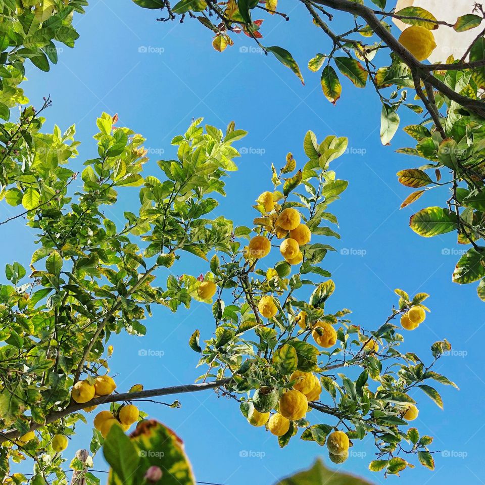 lemon Tree