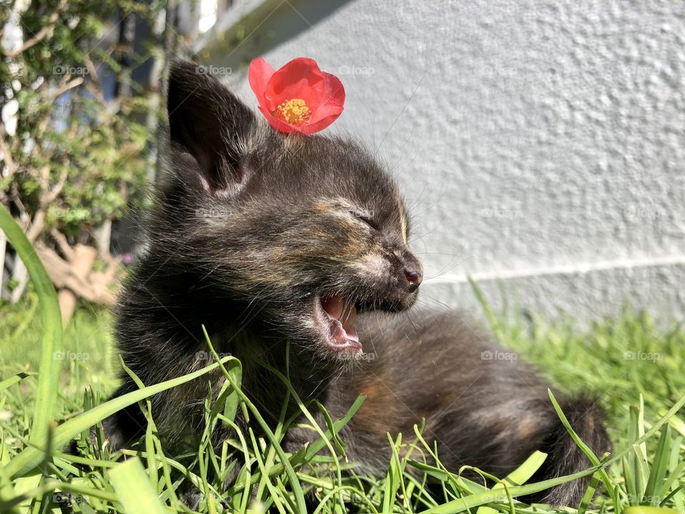 black kitten with a red flower on his head, yawning lying on the grass