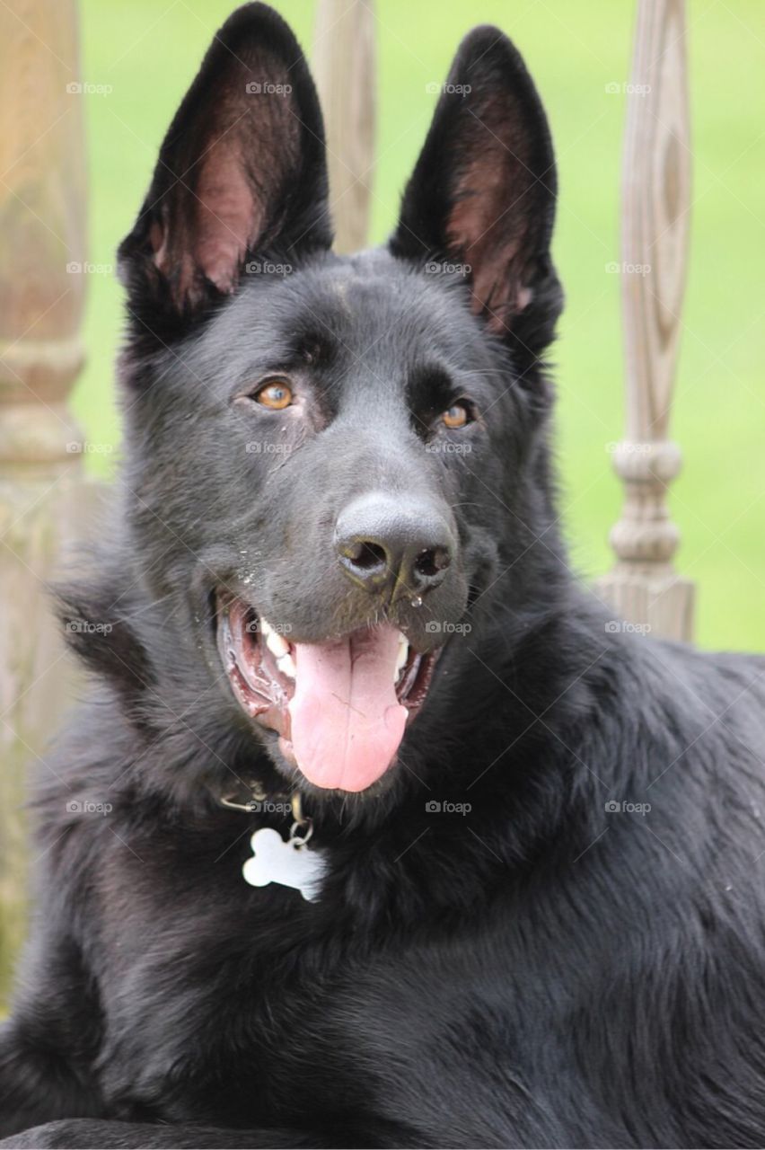 A beautiful shot of our handsome German Shepherd. 