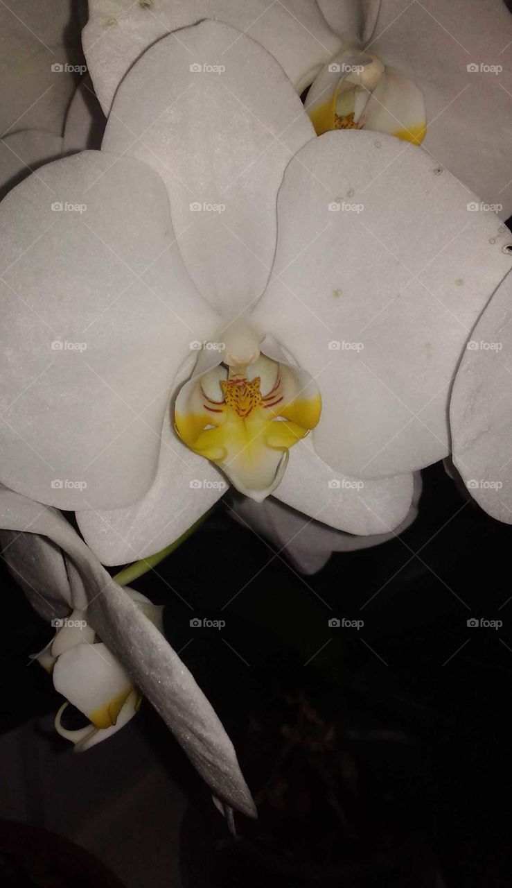 мои любимые орхидеи