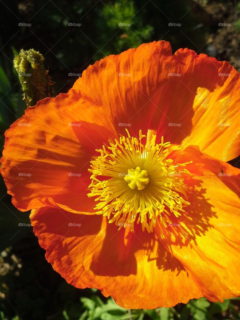 Poppy Freshly Bloomed