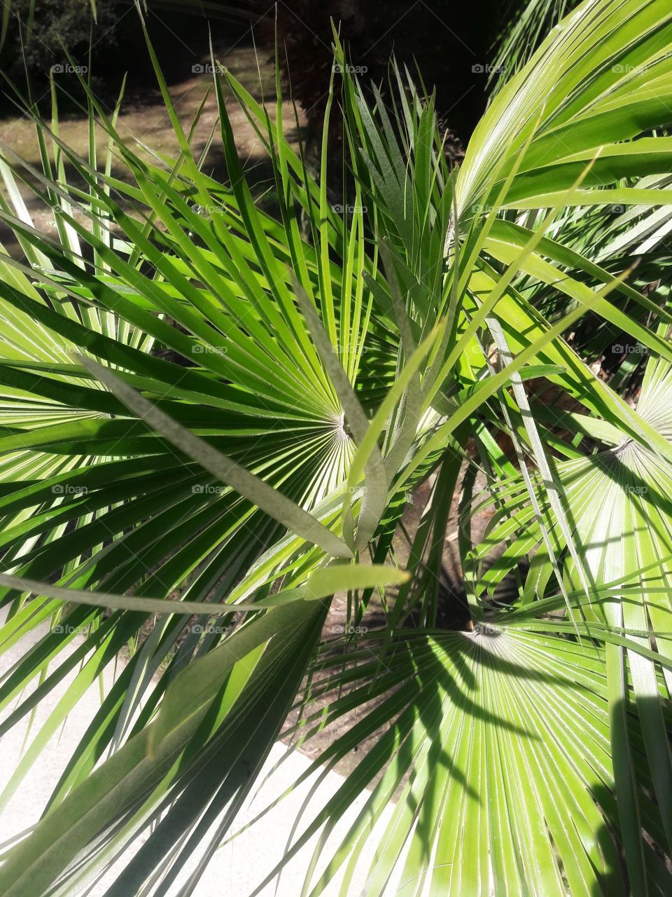 Plants green day forest