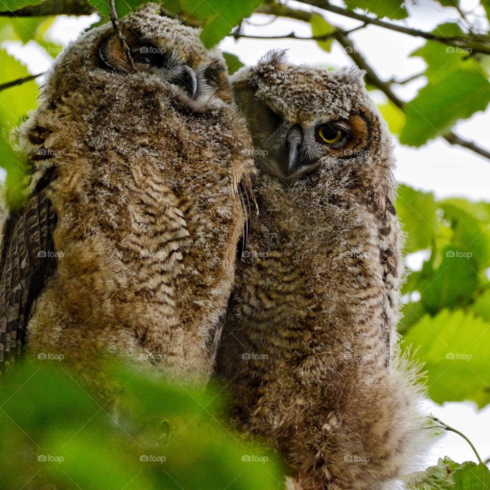 Two fledging owls