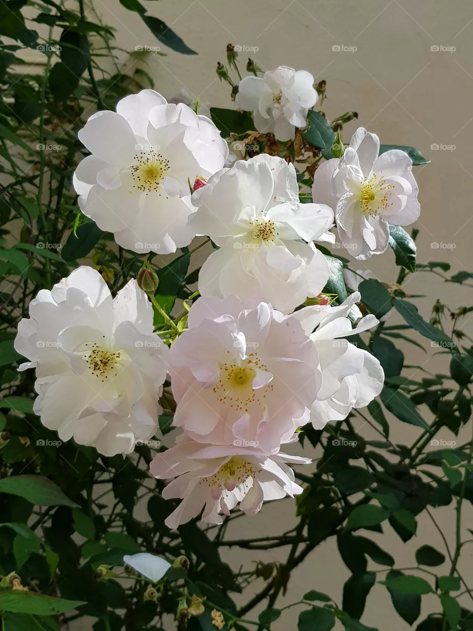 pink flowers