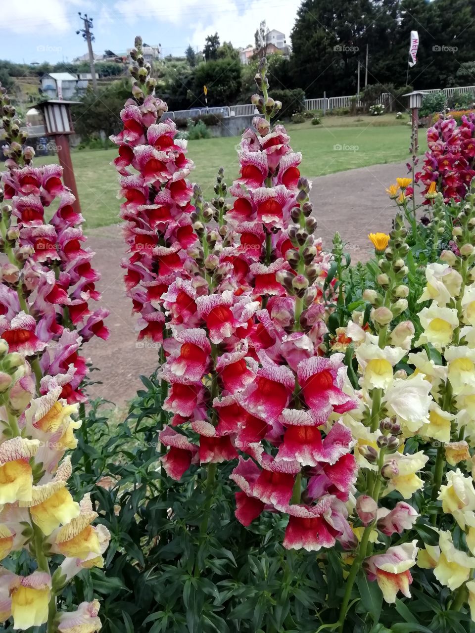 You go crazy when you look at these flowers # sometimes words are not enough to describe them.. Beautifully awesome