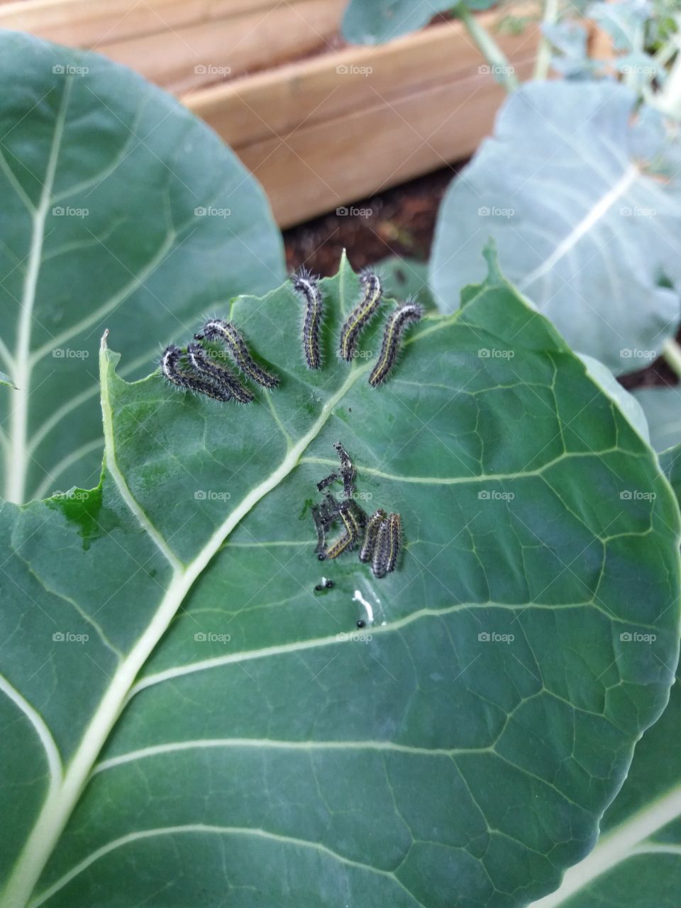 Caterpillers rating the leaves of Brussels sprouts