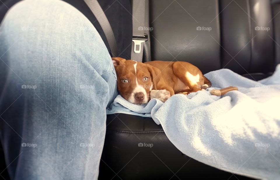 A Catahoula pit bull cross puppy dog riding in a car