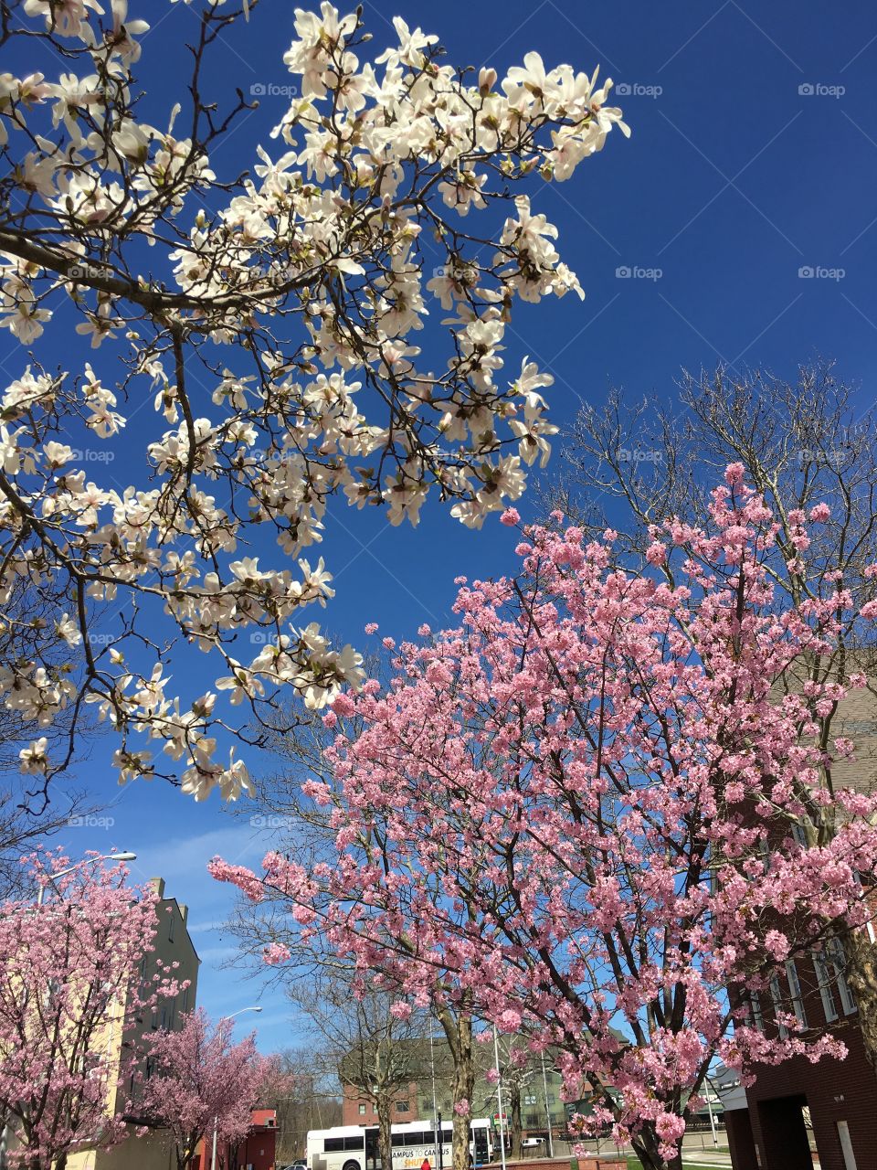 Pink and white blossoms in Connecticut
