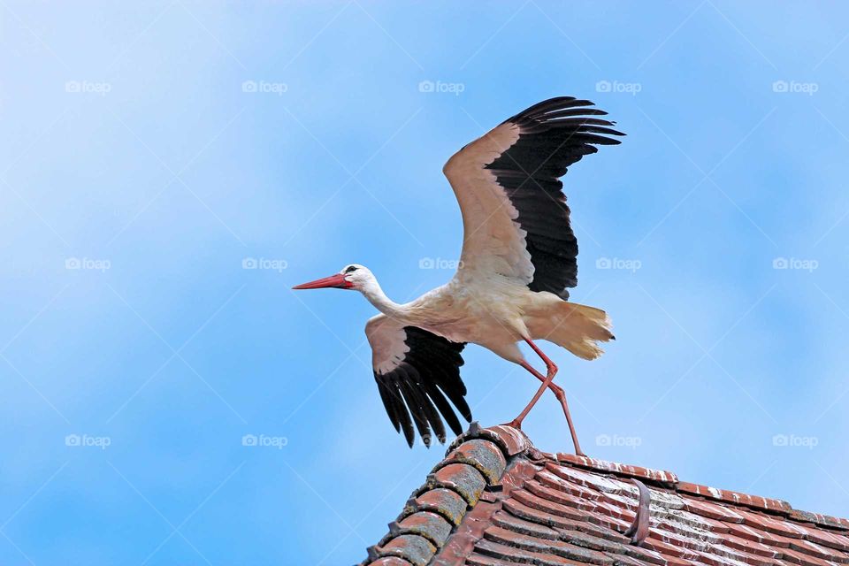 stork an a roof ready to fly