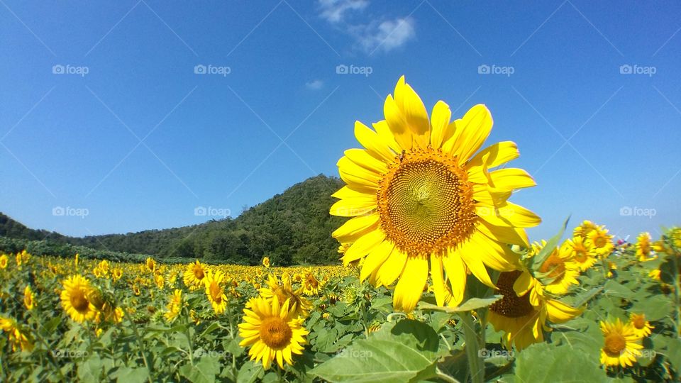 Sunflower Field