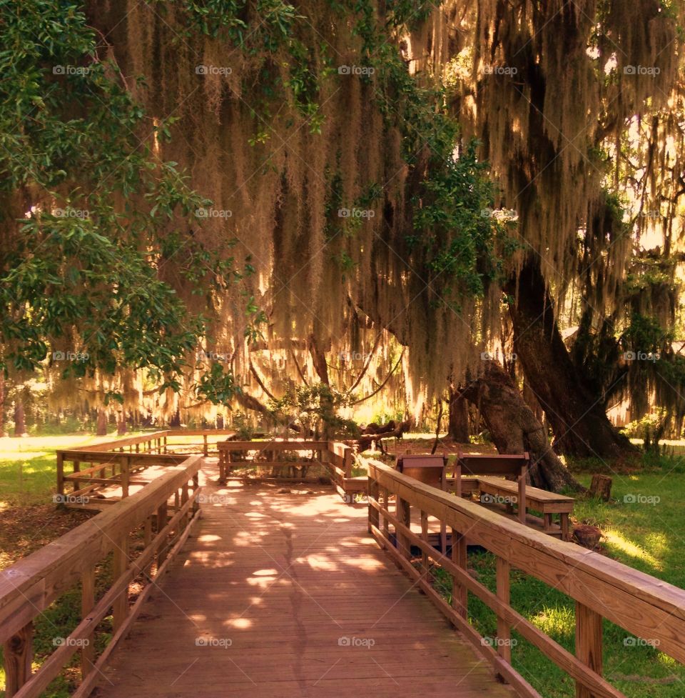 Spanish moss in the forest