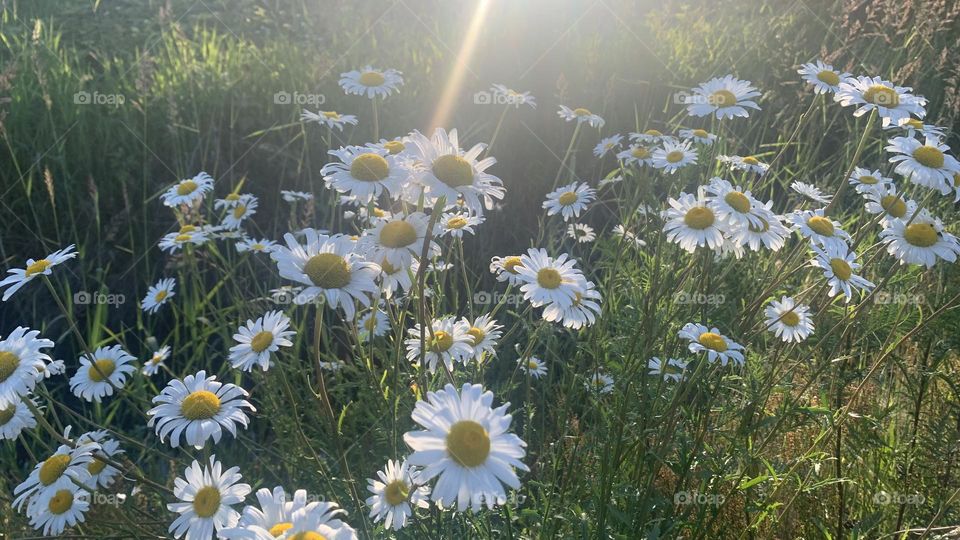 Sunbeams shining down on the daisies in the grassy field 