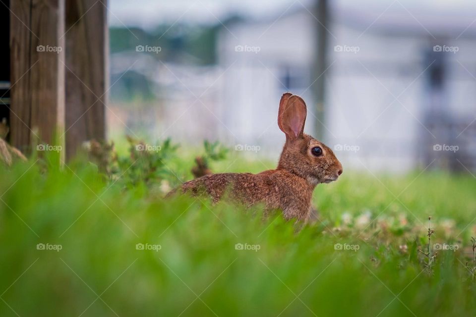 An Eastern Cottontail ready to celebrate its year, and reflect on its existence. 