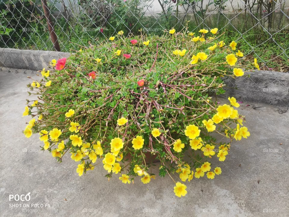 flowers