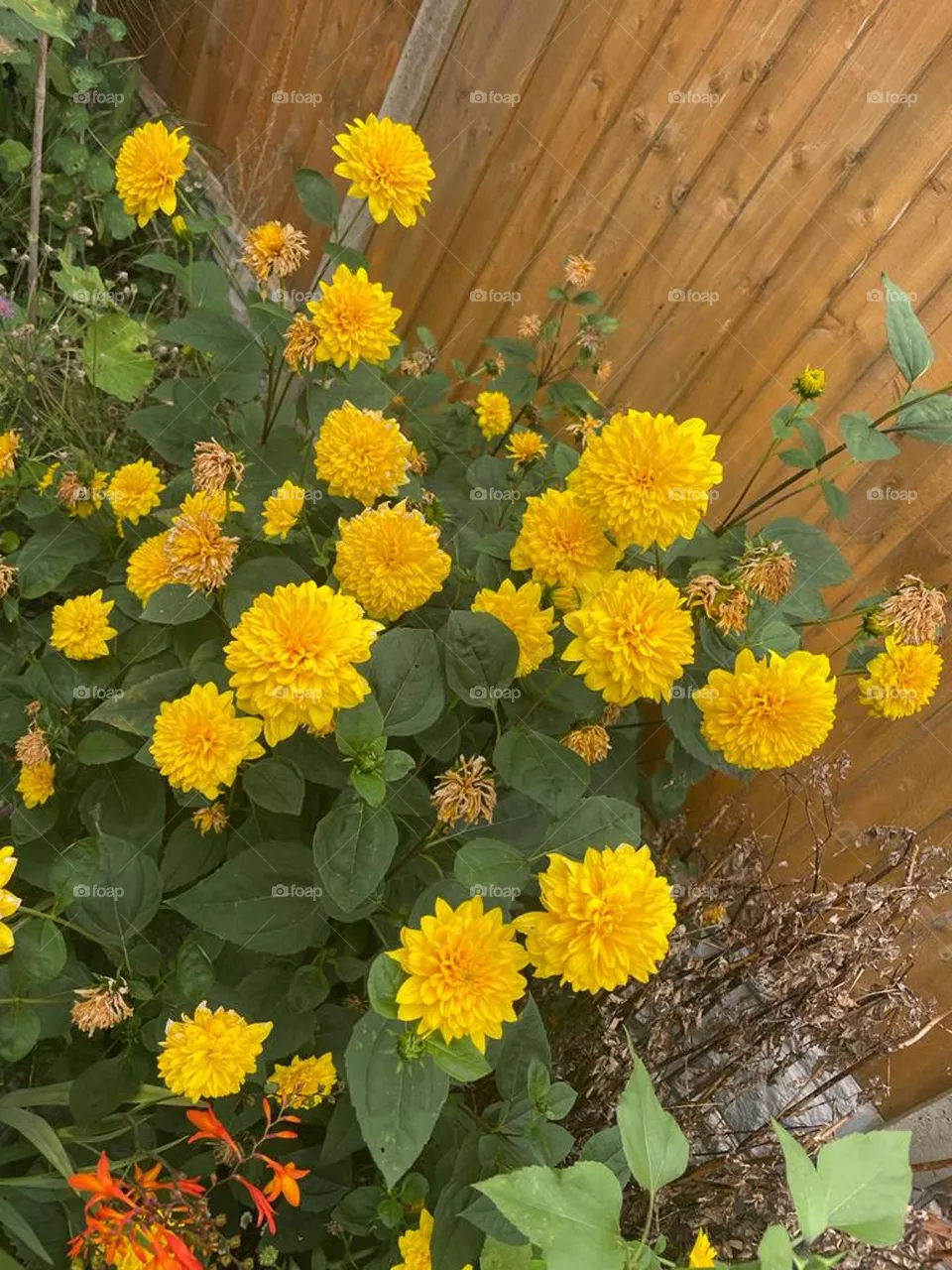Marigold