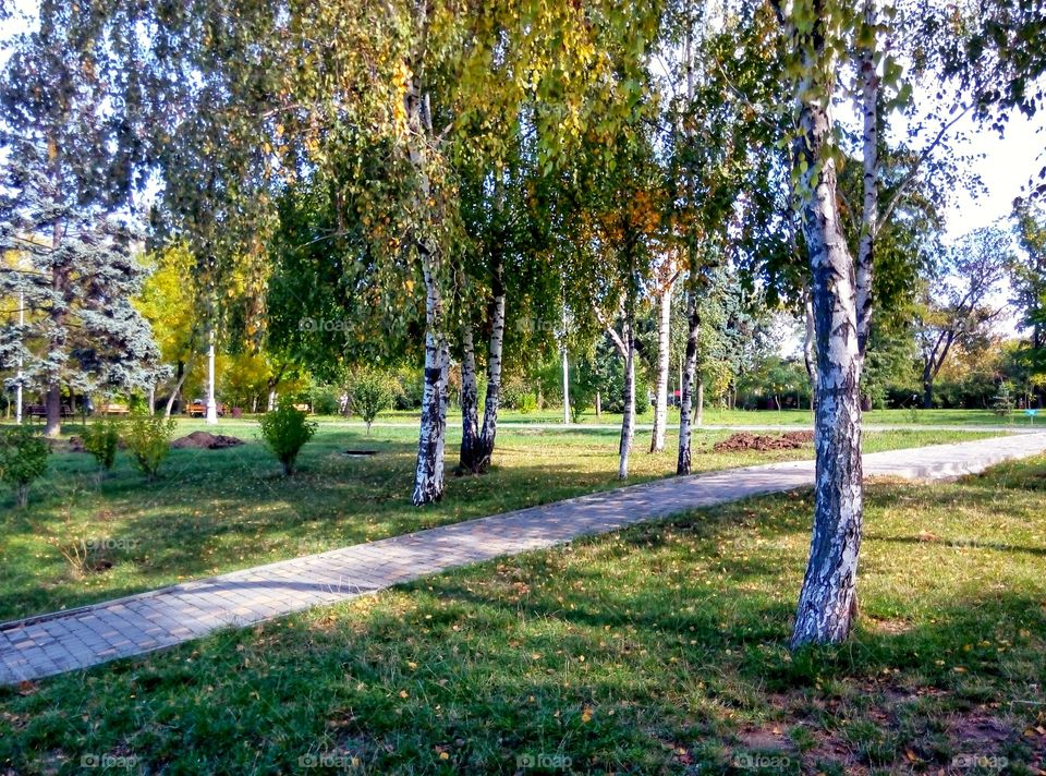 birch and alley березы и аллея