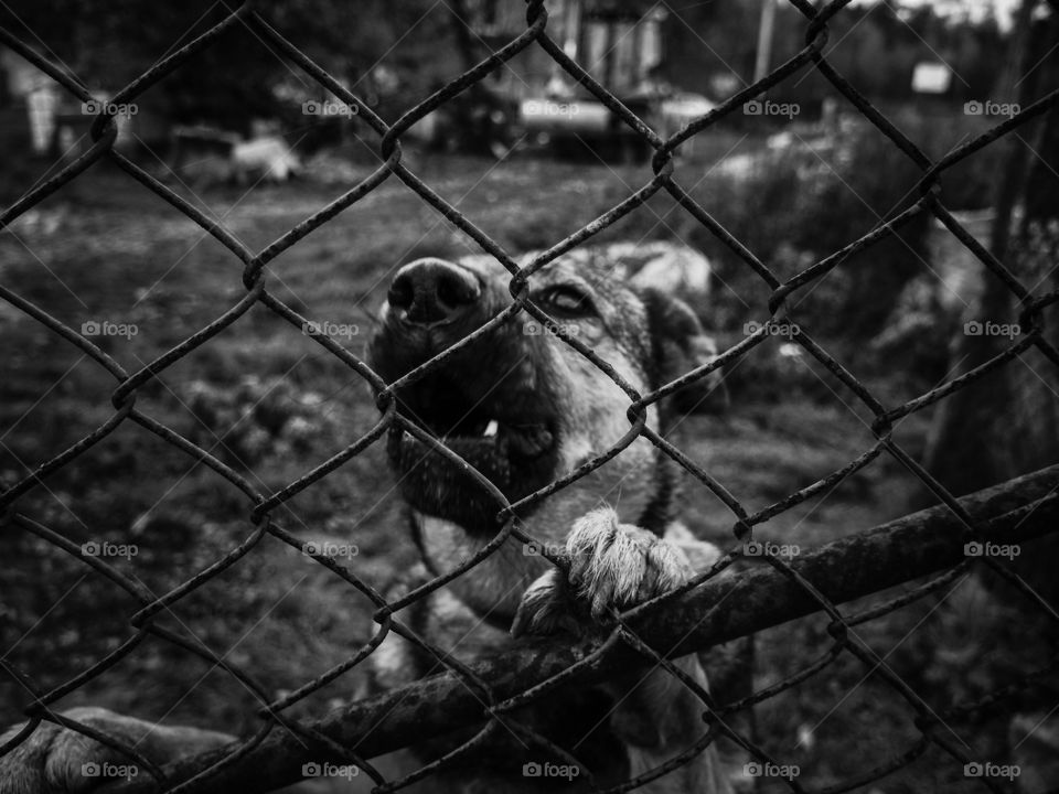 Close-up of dog in fence