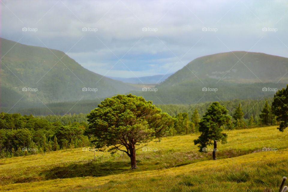 Landscape, Mountain, No Person, Tree, Travel