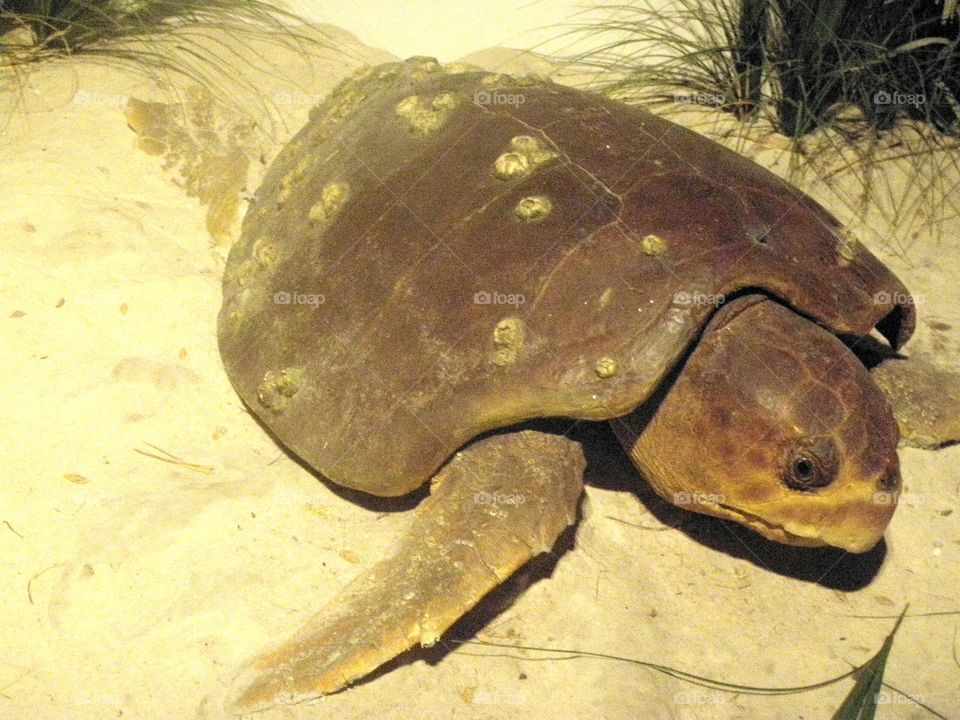 Sea turtle