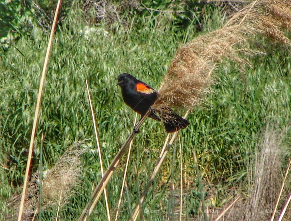 Red winged blackbird