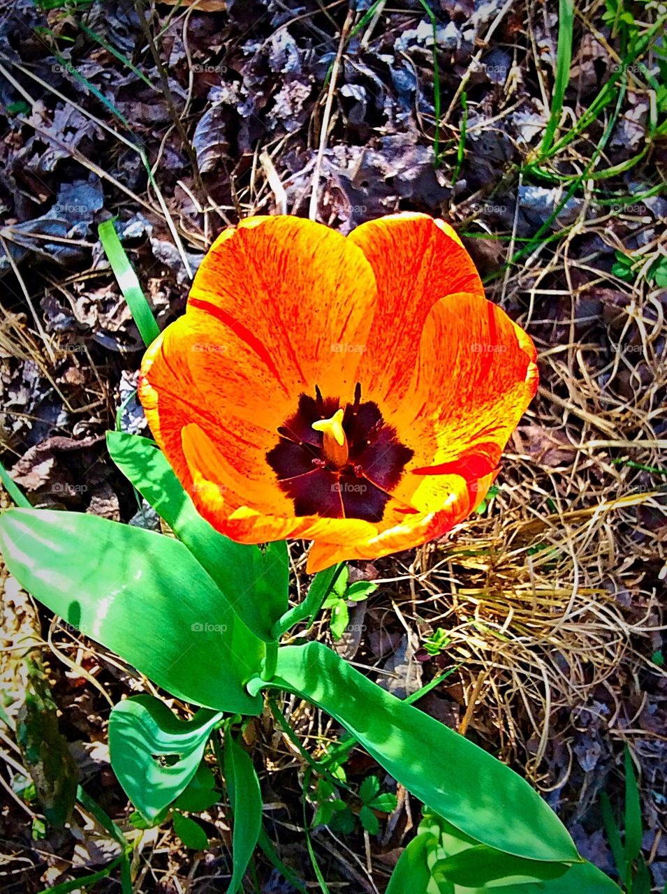 Just living is not enough....one must have sunshine, freedom, & a little flower growing in the yard! 