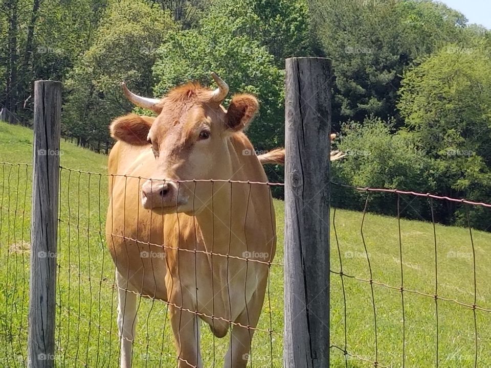 Daisy milk cow